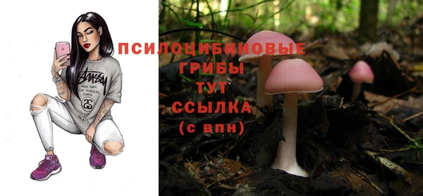 прущие грибы Новозыбков